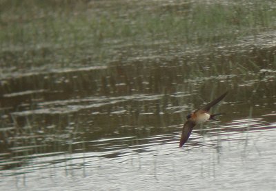 Roodstuitzwaluw / Red-rumped Swallow