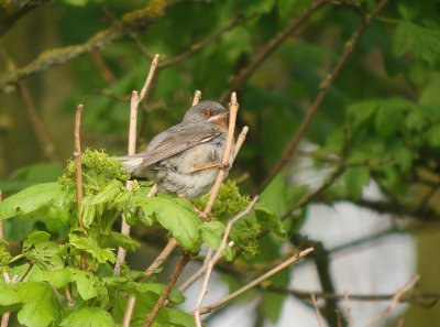 Baardgrasmus / Subalpine Warbler