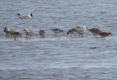 Kleine geelpootruiter & Poelruiter / Lesser Yellowlegs & Marsh Sandpiper