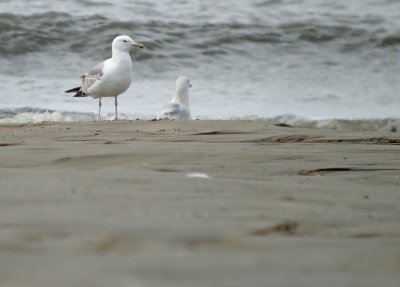 Pontische meeuw / Caspian Gull