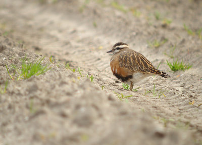 Morinelplevier / Eurasian Dotterel