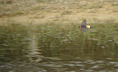 Roodstuitzwaluw / Red-rumped Swallow