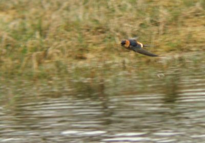 Roodstuitzwaluw / Red-rumped Swallow