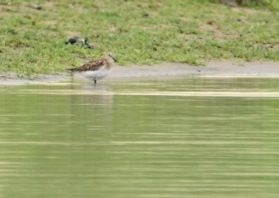 Bairds strandloper / Baird's Sandpiper