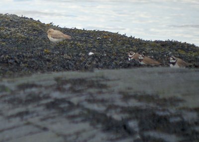 Woestijnplevier / Greater Sand Plover