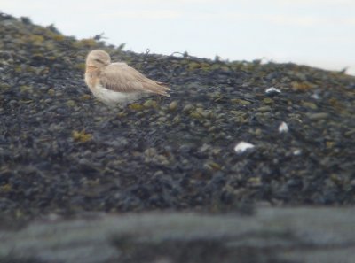 Woestijnplevier / Greater Sand Plover