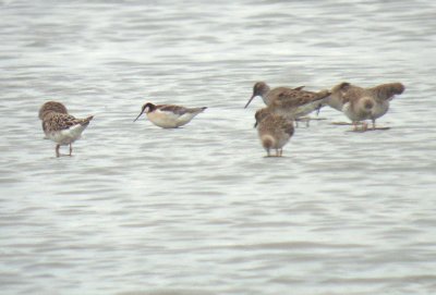 Grote franjepoot / Wilson's Phalarope