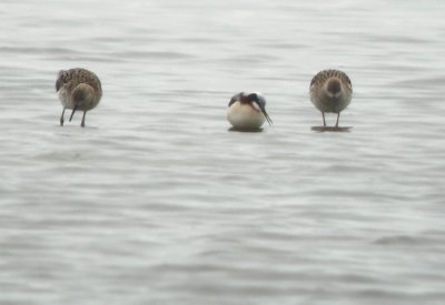 Grote franjepoot / Wilson's Phalarope