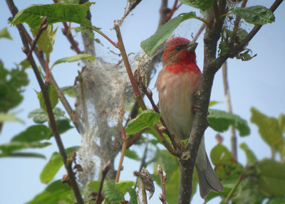 Roodmus / Common Rosefinch