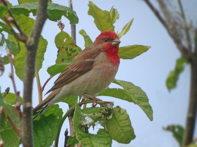 Roodmus / Common Rosefinch