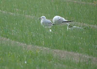 Kleine kokmeeuw / Bonaparte's Gull