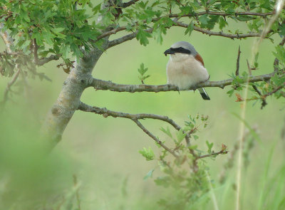 Grauwe klauwier / Red-backed Shrike