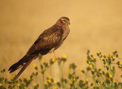 Grauwe kiekendief / Montague's Harrier