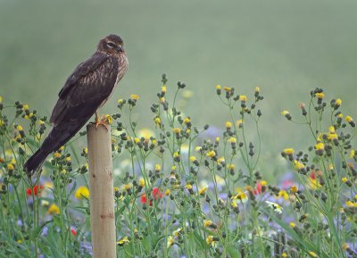 Grauwe kiekendief / Montague's Harrier