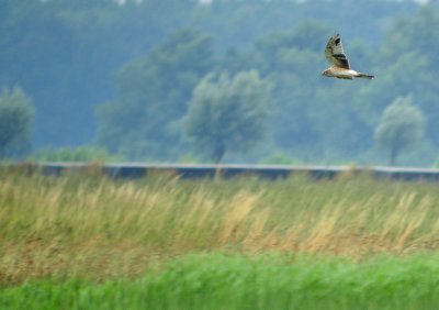 Steppekiekendief / Pallid Harrier