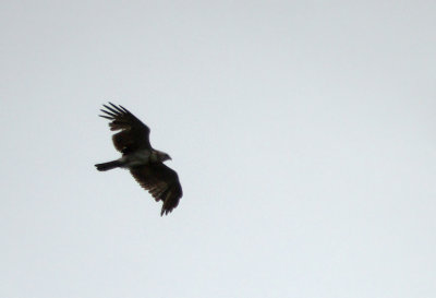 Slangenarend / Short-toed Eagle