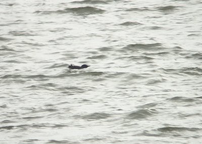 Kortbekzeekoet / Brnnich's Guillemot