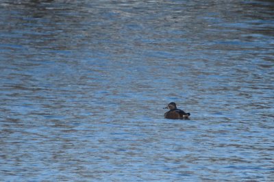 Ringsnaveleend / Ring-necked Duck