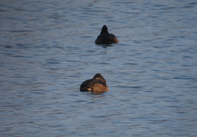 Ringsnaveleend / Ring-necked Duck