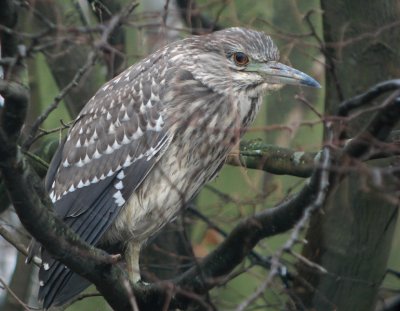 Kwak / Black-crowned Night Heron