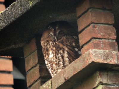 Bosuil / Tawny Owl