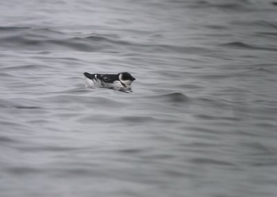 Kleine alk / Little Auk