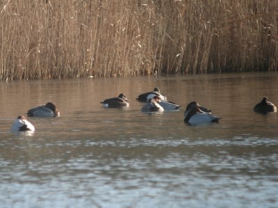 Witoogeend / Ferruginous Duck