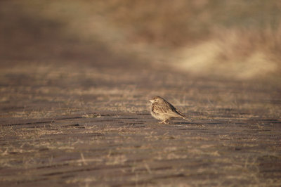 Kortteenleeuwerik / Greater Short-toed Lark