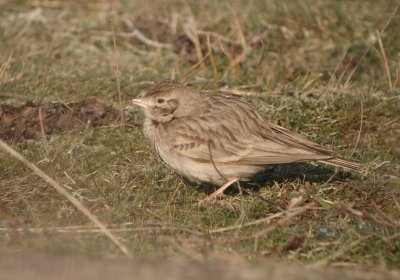 Kortteenleeuwerik / Greater Short-toed Lark