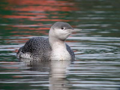 Roodkeelduiker / Red-throated Diver