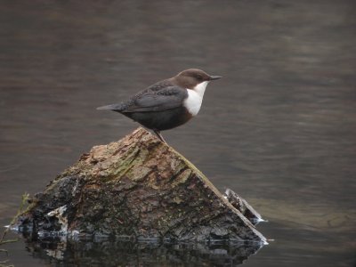 Waterspreeuw / White-throated Dipper