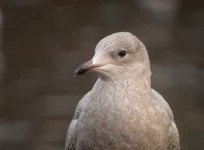 Kleine burgemeester / Iceland Gull