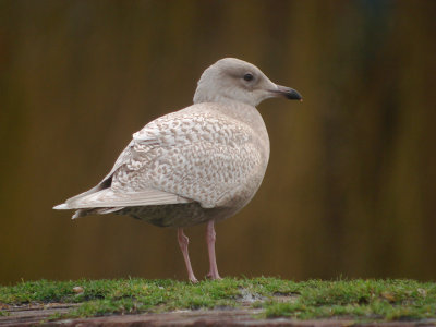 Kleine burgemeester / Iceland Gull