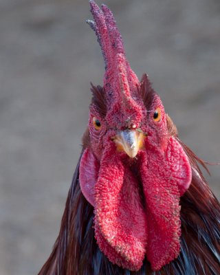 Cock of the Rock