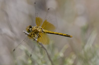 Yellow dragonfly
