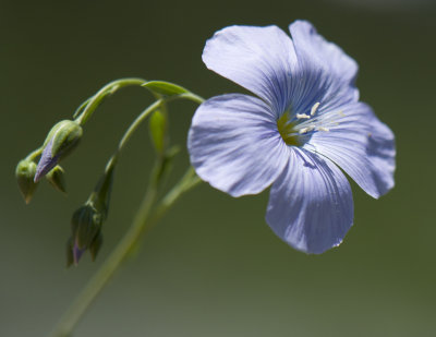 Flax.jpg