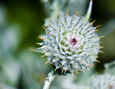 Thistle bud.jpg