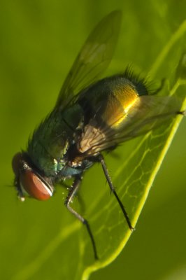 The fly