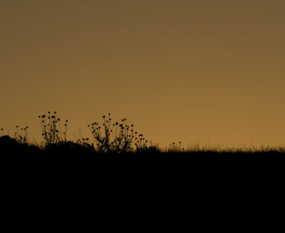 Evening weeds