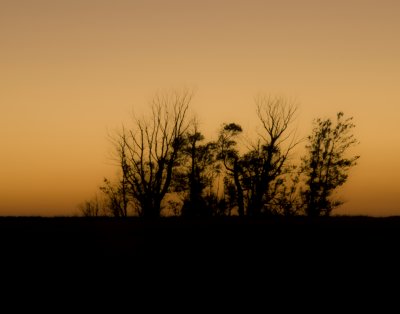Tree silhouette