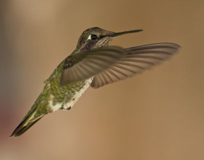 Hummer