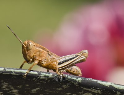 Grasshopper