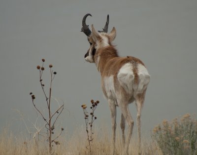 Antelope