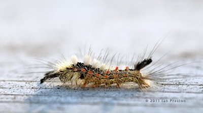 20110718-Caterpillar001a.jpg