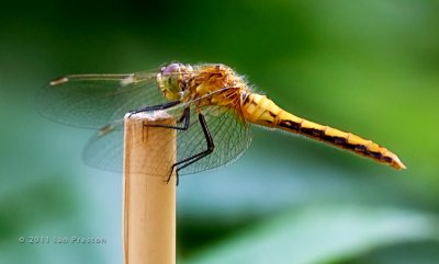 20110718-Dragonfly002a.jpg