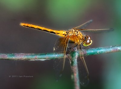 20110718-Dragonfly003a.jpg