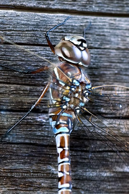 20110718-Dragonfly004b-detail.jpg