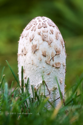 20110901-Mushroom002.jpg