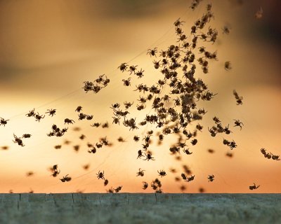 20120630-Spiders001.jpg