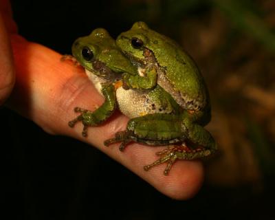 Pair of frogs doing it on someone's finger